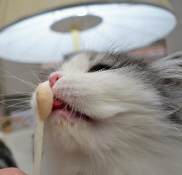 猫カフェモカ　イオンモール高崎店に投稿された画像（2024/2/23）