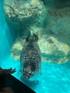 アクアワールド茨城県大洗水族館に投稿された画像（2024/2/23）