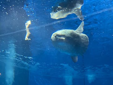アクアワールド茨城県大洗水族館に投稿された画像（2024/2/23）