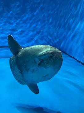 アクアワールド茨城県大洗水族館に投稿された画像（2024/2/23）