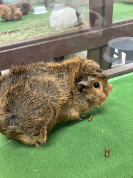 成田ゆめ牧場に投稿された画像（2024/2/23）