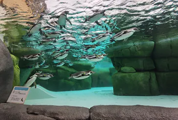 天王寺動物園に投稿された画像（2024/2/23）