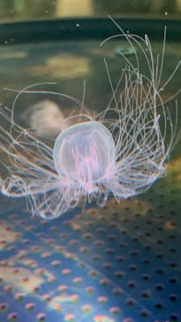 DMMかりゆし水族館に投稿された画像（2024/2/23）