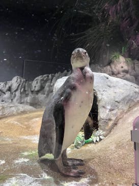 DMMかりゆし水族館に投稿された画像（2024/2/23）