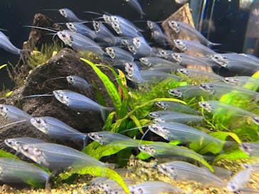 DMMかりゆし水族館に投稿された画像（2024/2/23）