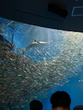 名古屋港水族館に投稿された画像（2024/2/24）