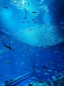 アクアワールド茨城県大洗水族館に投稿された画像（2024/2/24）