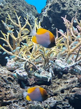 アクアワールド茨城県大洗水族館に投稿された画像（2024/2/24）
