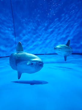 アクアワールド茨城県大洗水族館に投稿された画像（2024/2/24）