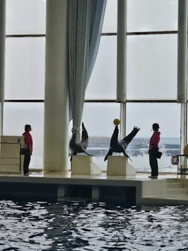 アクアワールド茨城県大洗水族館に投稿された画像（2024/2/24）
