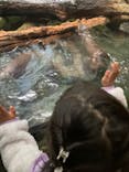 世界淡水魚園水族館　アクア・トトぎふに投稿された画像（2024/2/24）