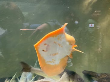 世界淡水魚園水族館　アクア・トトぎふに投稿された画像（2024/2/24）