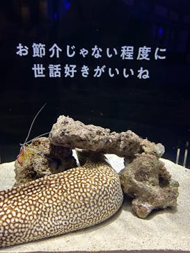 横浜開運水族館 フォーチュンアクアリウムに投稿された画像（2024/2/24）