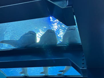 沖縄美ら海水族館に投稿された画像（2024/2/24）