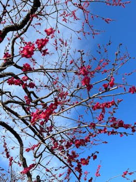 偕楽園本園に投稿された画像（2024/2/24）