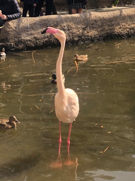 神戸どうぶつ王国に投稿された画像（2024/2/24）