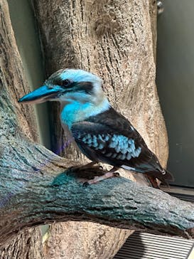 カワスイ 川崎⽔族館に投稿された画像（2024/2/24）