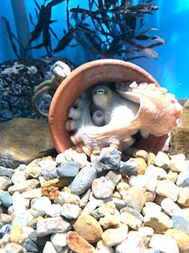 名古屋港水族館に投稿された画像（2024/2/24）