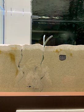 名古屋港水族館に投稿された画像（2024/2/24）