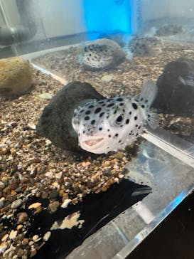 下田海中水族館に投稿された画像（2024/2/24）