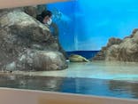 しながわ水族館に投稿された画像（2024/2/24）