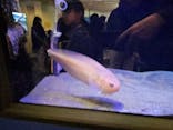しながわ水族館に投稿された画像（2024/2/24）