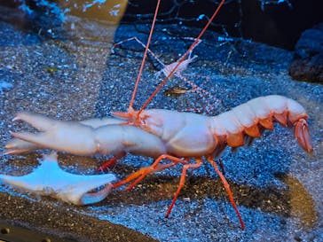 しながわ水族館に投稿された画像（2024/2/24）