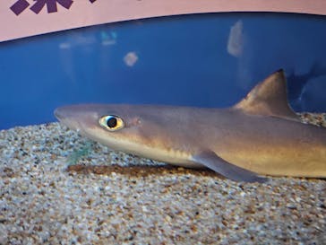 しながわ水族館に投稿された画像（2024/2/24）