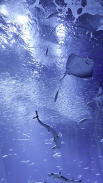 アクアワールド茨城県大洗水族館に投稿された画像（2024/2/24）