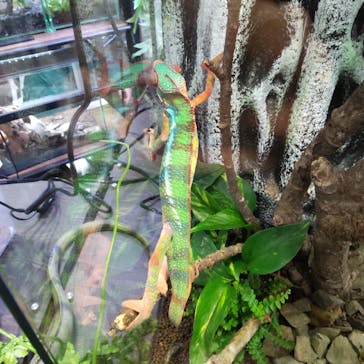 レプタイルズフィーバー 2026 Winter に投稿された画像（2024/2/24）