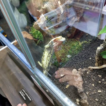 レプタイルズフィーバー 2026 Winter に投稿された画像（2024/2/24）