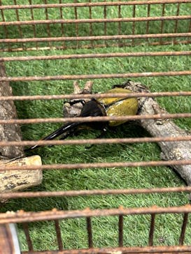 レプタイルズフィーバー 2026 Winter に投稿された画像（2024/2/24）