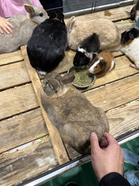 レプタイルズフィーバー 2026 Winter に投稿された画像（2024/2/24）