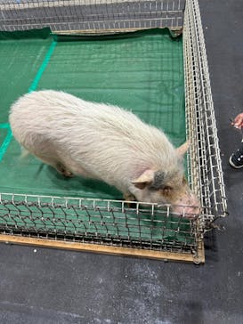 レプタイルズフィーバー 2026 Winter に投稿された画像（2024/2/24）