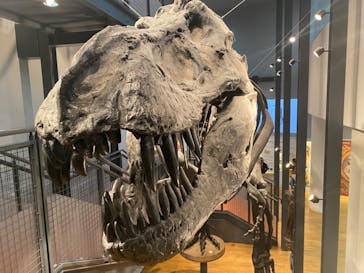 福井県立恐竜博物館に投稿された画像（2024/2/24）