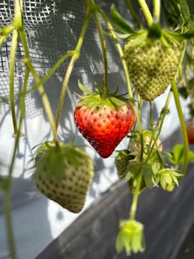 Strawberry Farm シャインベリーに投稿された画像（2024/2/24）