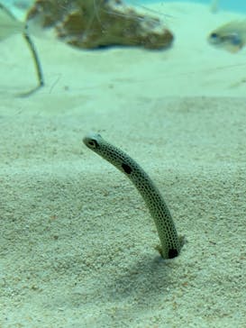 アクアワールド茨城県大洗水族館に投稿された画像（2024/2/24）