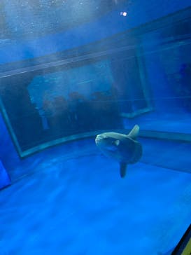 アクアワールド茨城県大洗水族館に投稿された画像（2024/2/24）