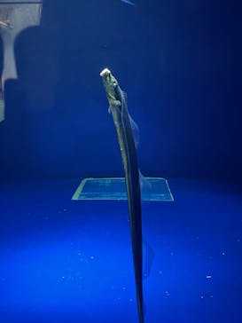 マリンワールド海の中道に投稿された画像（2024/2/24）