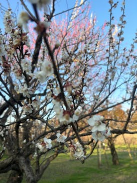 偕楽園本園に投稿された画像（2024/2/24）