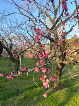 偕楽園本園に投稿された画像（2024/2/24）