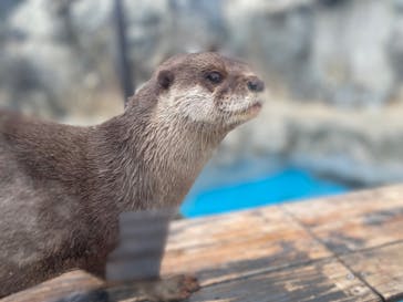 大分マリーンパレス水族館 「うみたまご」に投稿された画像（2024/2/24）