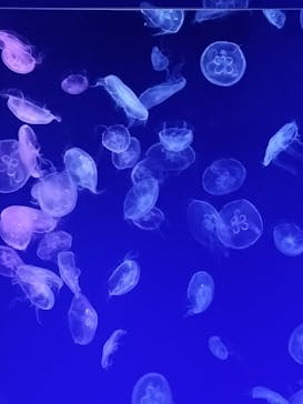 名古屋港水族館に投稿された画像（2024/2/24）