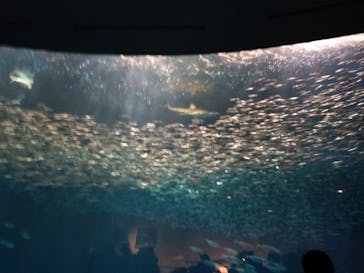 名古屋港水族館に投稿された画像（2024/2/24）