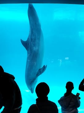 名古屋港水族館に投稿された画像（2024/2/24）
