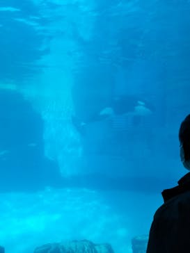 名古屋港水族館に投稿された画像（2024/2/24）