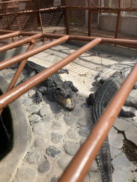 熱川バナナワニ園に投稿された画像（2024/2/24）