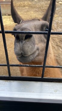 那須サファリパークに投稿された画像（2024/2/24）