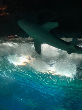 アクアワールド茨城県大洗水族館に投稿された画像（2024/2/24）