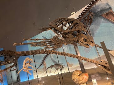 福井県立恐竜博物館に投稿された画像（2024/2/24）